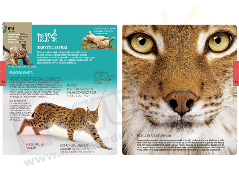 Novum Andrzej Kruszewicz opowiada o zwierzętach