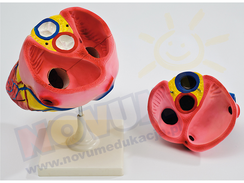 Novum Duży model serca