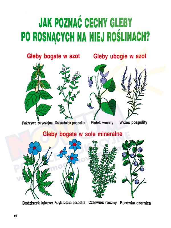 Novum Ekologia dla liceum - zestaw tablic