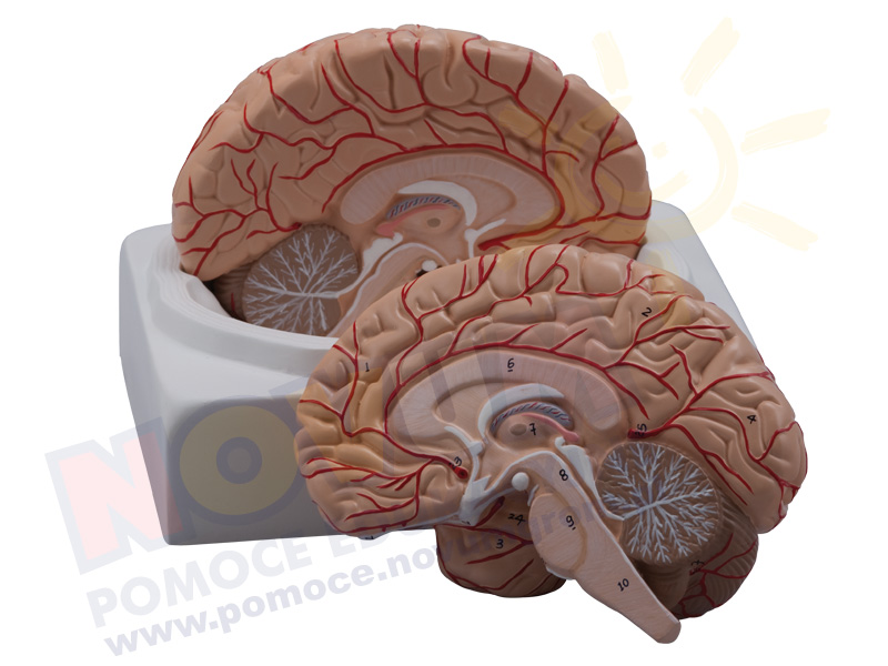 Novum Mózg - model 2. częściowy