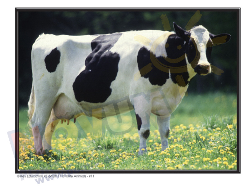 Novum Pakiet zdjęć - umiejętności