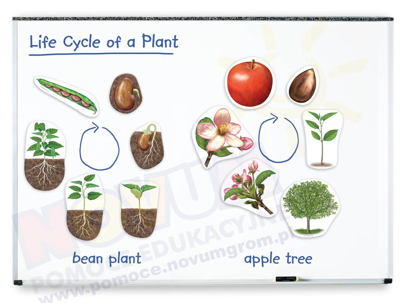 Novum Roślina- cykl rozwojowy