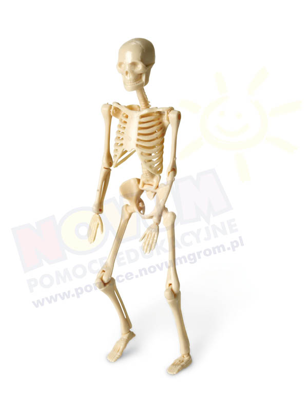 Novum Szkielet człowieka-model