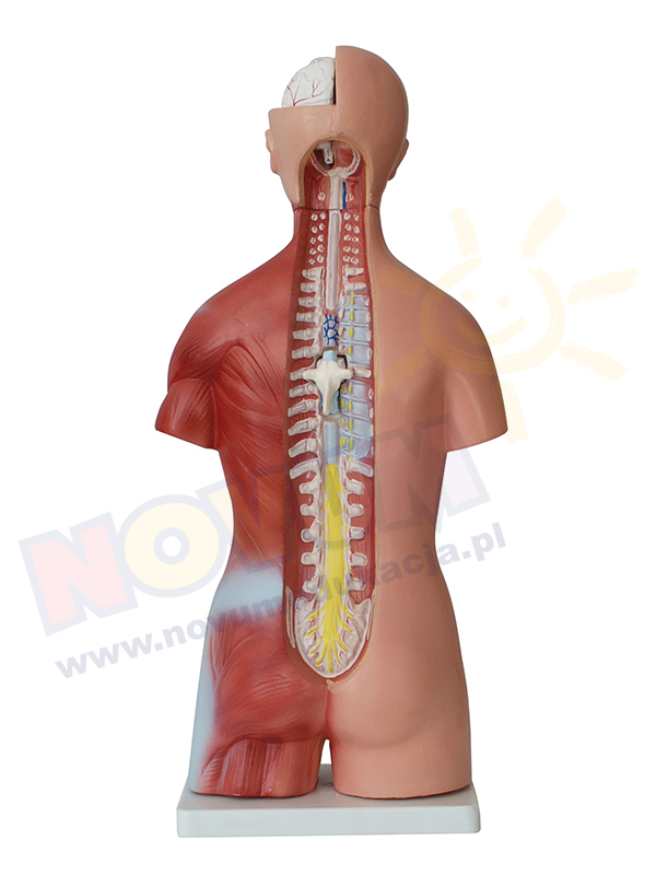 Novum Tułów człowieka 45 cm