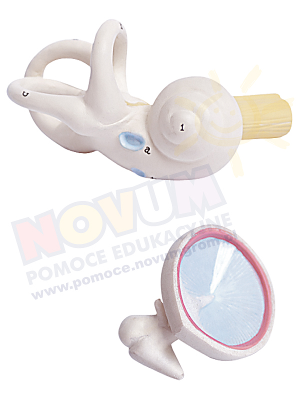 Novum Ucho - model 3-częściowy